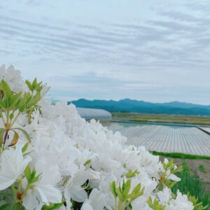 アザレア　西洋ツツジ　白　鶴岡市菱津にて