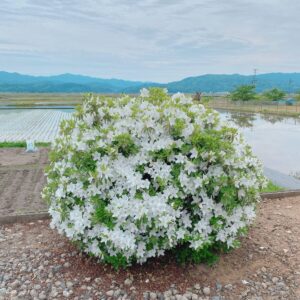 アザレア　西洋ツツジ　白　全体　鶴岡市菱津にて