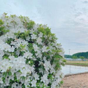 ゆきかぜ ダイアリー | なんの花…？写真で検索！